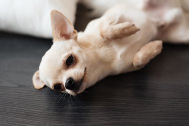 Bir ahşap zemin, evde yalan beyaz chihuahua köpek