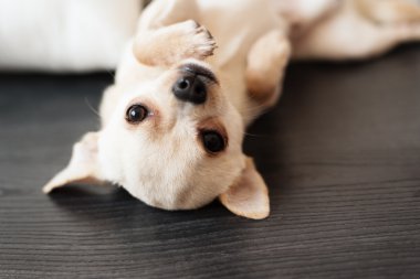 Bir ahşap zemin, evde yalan beyaz chihuahua köpek