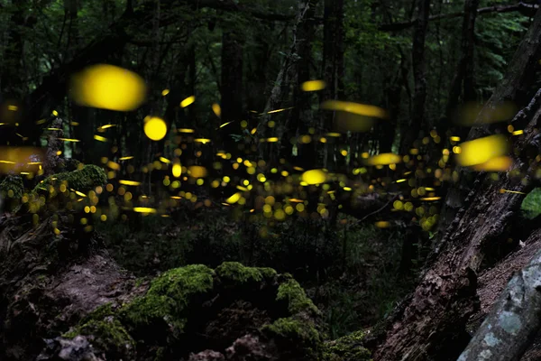 Luciérnaga. Noche en el bosque con luciérnagas. Multiplicación . —  Fotos de Stock