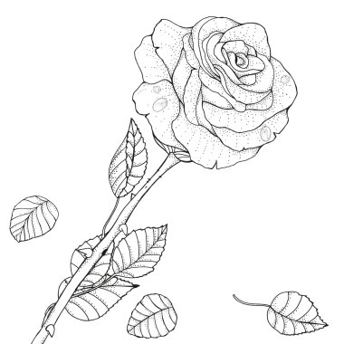 Rose. Boyama kitabı için desen.