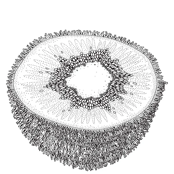 Skiva kiwi på vit bakgrund — Stock vektor