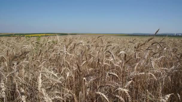 Пшеничне поле в сонячний день — стокове відео