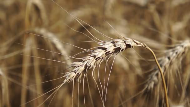 Tarweoren close-up — Stockvideo