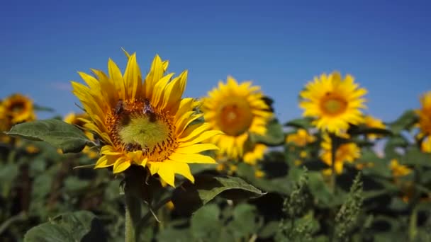 Lebah di atas bunga matahari. — Stok Video