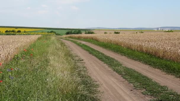 Camino de campo cerca del campo de trigo — Vídeo de stock