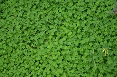 Yeşil yonca ve sarı çiçek