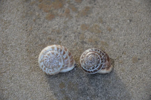 Two snail shell — Stock Photo, Image