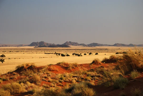 Gult gräs mark i Namibia — Stockfoto