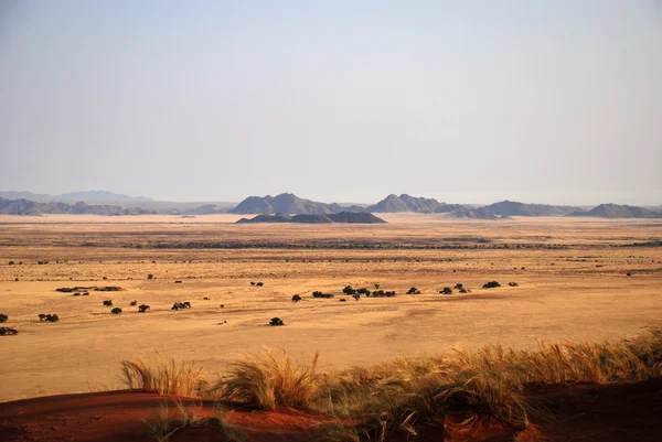 Kvällen över savannen i Namibias öknen — Stockfoto