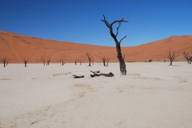 Çıplak ağaçlar kırmızı kum tepeleri ve mavi gökyüzü güneşli çöl görünümü