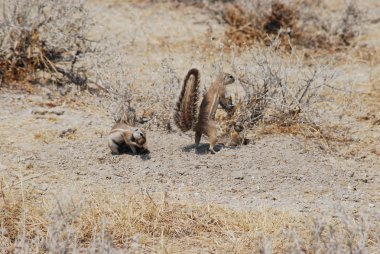 Güney Afrikalı zemin sincap Xerus inauris