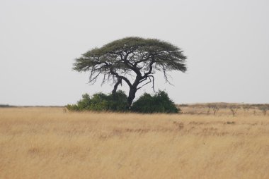 Savana akasya ağacı