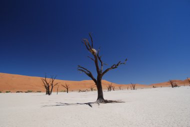 Çıplak ağaçlar kırmızı kum tepeleri ve mavi gökyüzü güneşli çöl görünümü