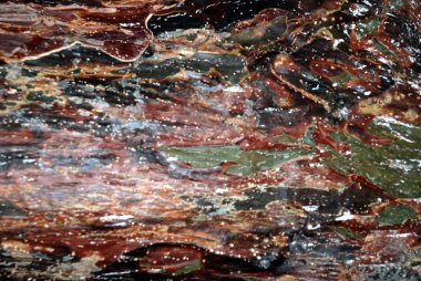 Arka plan olarak renkli ağaç kabuğu