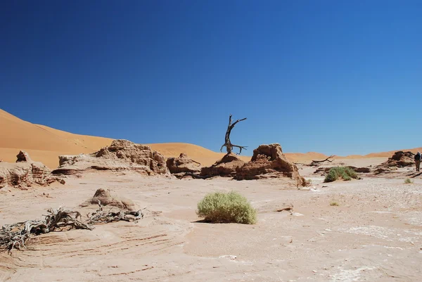 Vue sur les arbres nus dunes de sable rouge et ciel bleu dans le désert ensoleillé — Photo