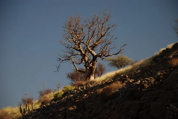 Träd på brant sluttning — Stockfoto