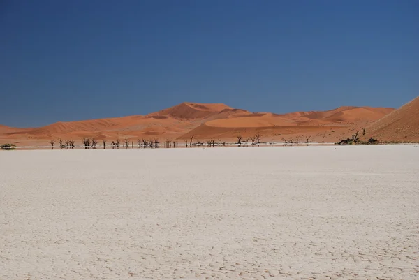 Vue sur les arbres nus dunes de sable rouge et ciel bleu dans le désert ensoleillé — Photo