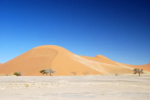 Namib dune et arbre — Photo