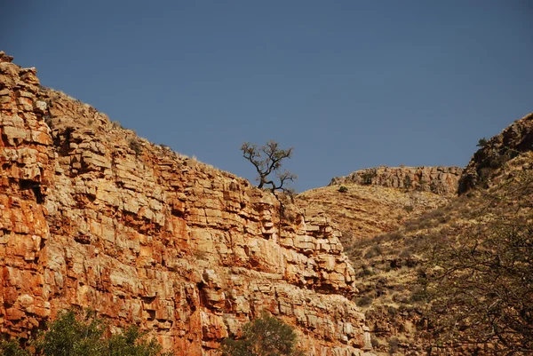 Träd på rock klippa — Stockfoto