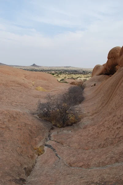 Desert view whit torr buske — Stockfoto