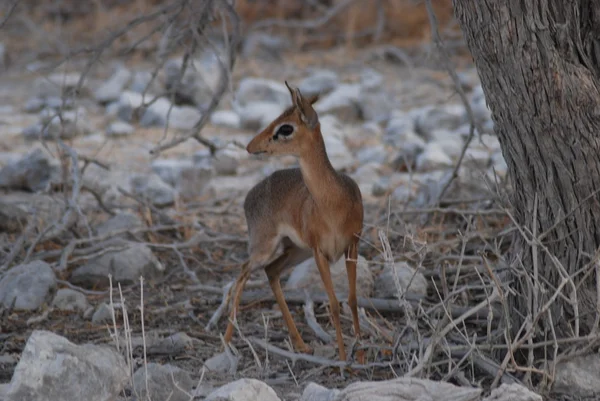 Kirk dikdik (madoqua kirkii) — Stockfoto