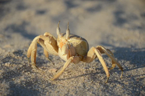 Sandkrabbe im Sand — Stockfoto