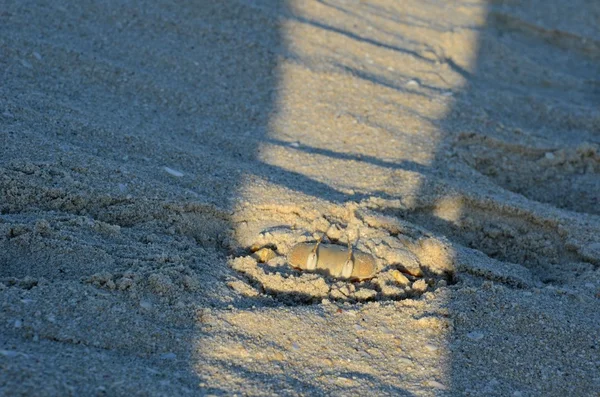 Cangrejo de arena en la playa — Foto de Stock