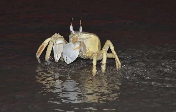 Crabe gost sur la plage — Photo