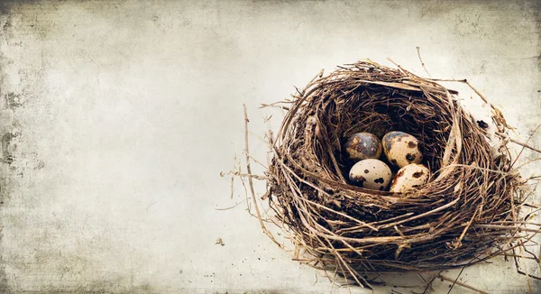 Wachteleier im Nest — Stockfoto