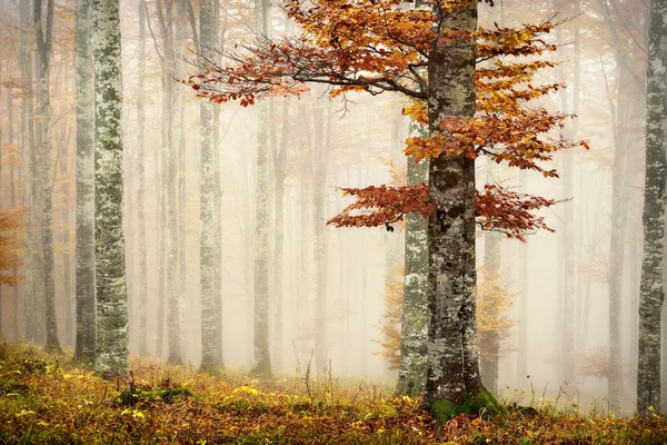 Birch trees in the fog