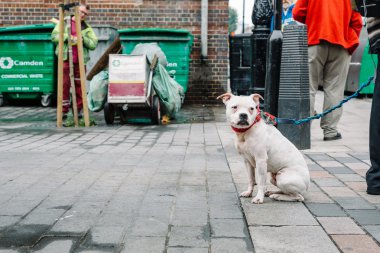 Pitbull sokakta oturan