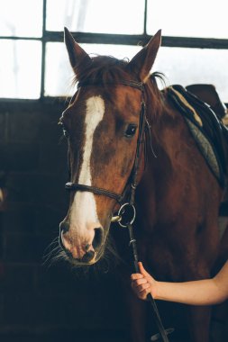 güzel kahverengi at