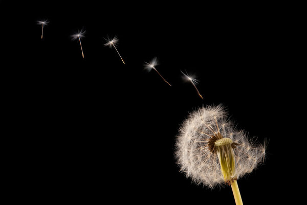 Dandelion close up view