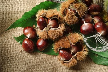 Autumn chestnuts on table clipart