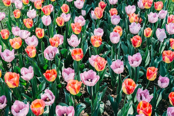 çiçekli laleler görünümü