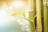 Bambusblätter und Stiel