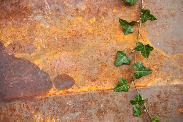 Brach ivy hijau — Stok Foto