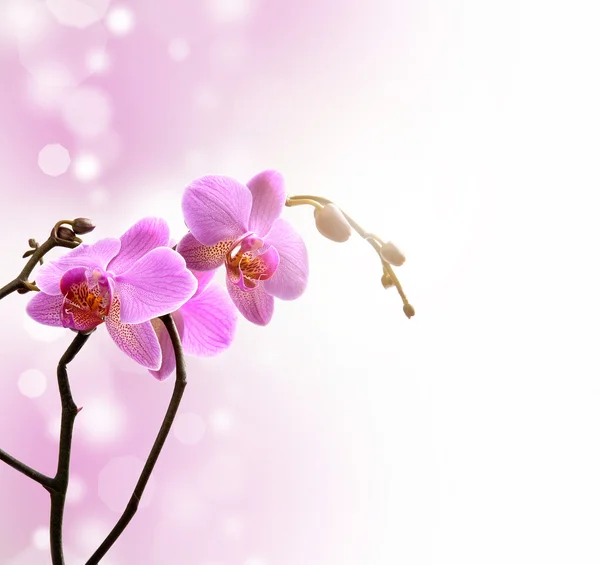 Flor de orquídea roxa — Fotografia de Stock