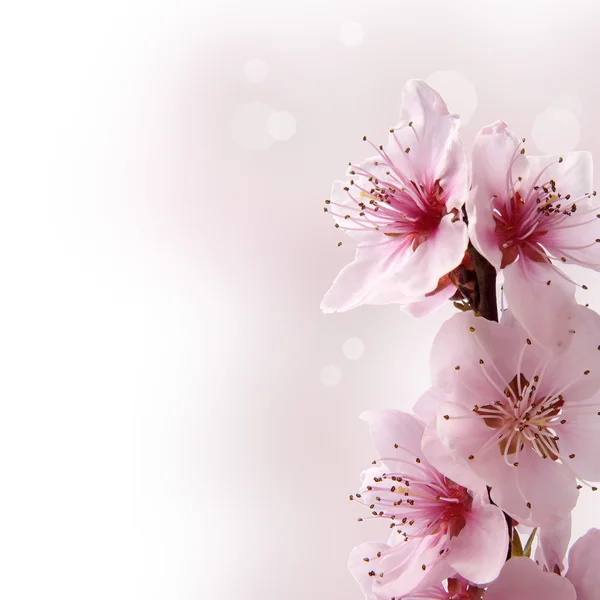 Roze perzikbloemen — Stockfoto