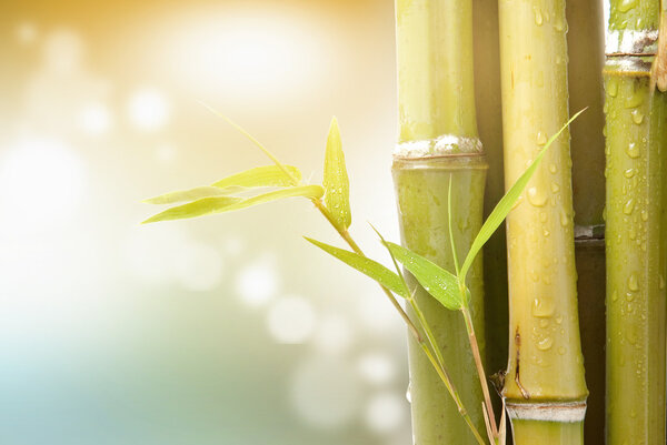 Bamboo leaves and stem