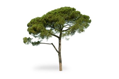 Sahil çamı izole