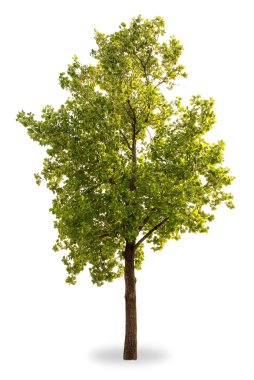 Green tree isolated clipart