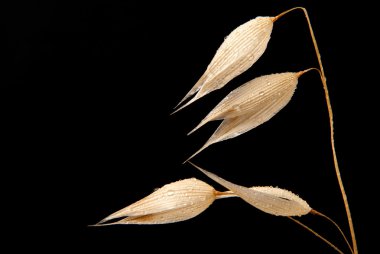 Altın yulaf çiçeği