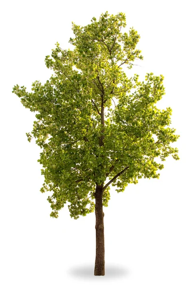 Grüner Baum isoliert — Stockfoto