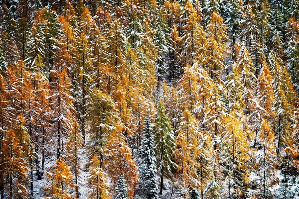 Λάριξ δάσος με χιόνι — Φωτογραφία Αρχείου