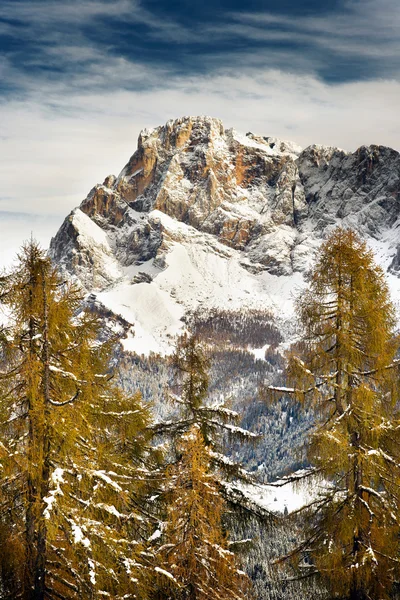 Forêt de mélèzes avec neige — Photo