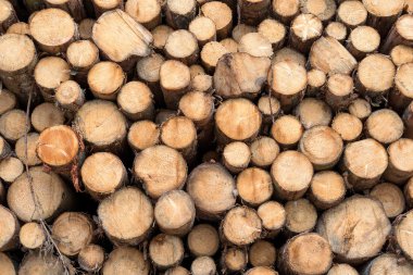 yığılmış ağaç gövdeleri