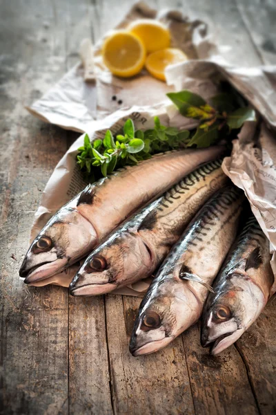 Pescado de caballa crudo — Foto de Stock