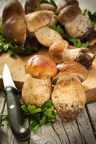 RAW білих грибів гриби — стокове фото
