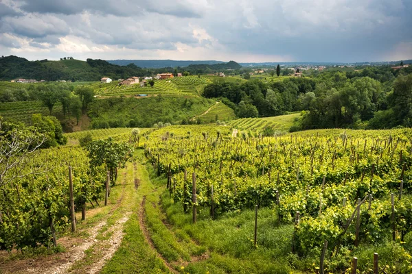 Italian Vineyards view — Stock Photo, Image